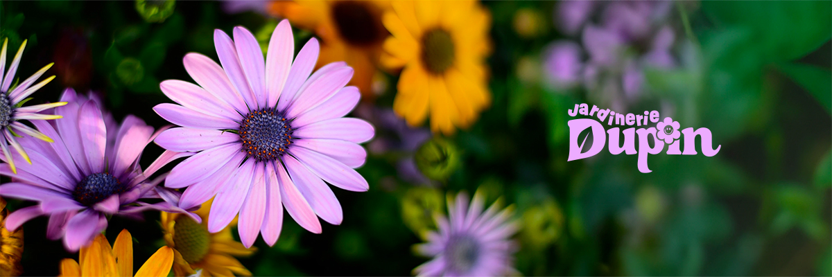 Jardinerie Dupin